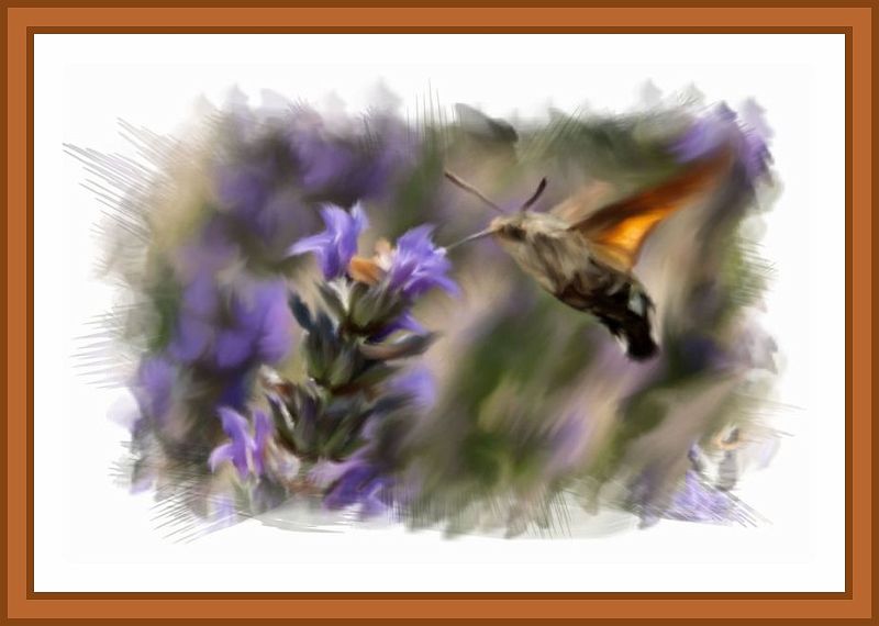 papillon colibri-border.jpg